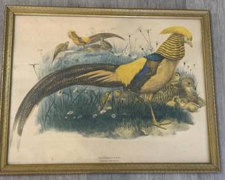 141 185x235framedgoldenpheasantnatura