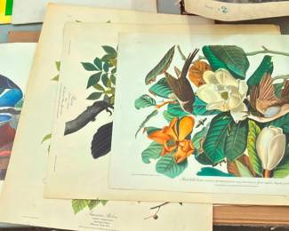 Auduban Prints