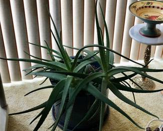 Large healthy Aloe plant