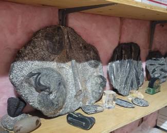 Fossils