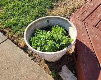 Plant