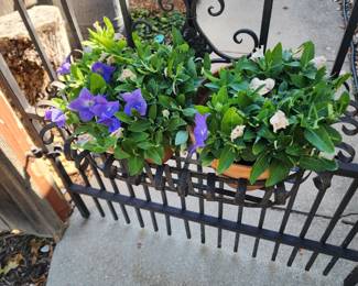 2 real plants and plant holder