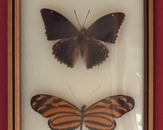 Framed Taxidermy Rare Butteryflies & Moths. Photo 6 of 8.