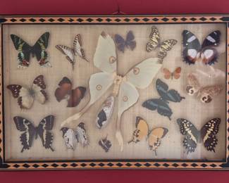 Framed Taxidermy Rare Butteryflies & Moths. Photo 3 of 8.