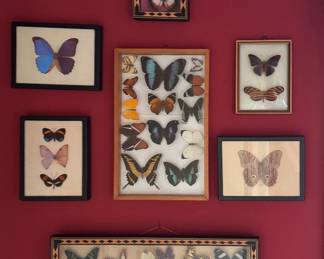 Framed Taxidermy Rare Butteryflies & Moths. Photo 1 of 8.