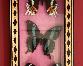 Framed Taxidermy Rare Butteryflies & Moths. Photo 4 of 8.