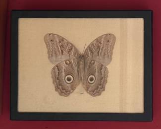 Framed Taxidermy Rare Butteryflies & Moths. Photo 8 of 8.