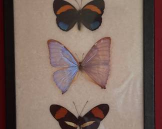 Framed Taxidermy Rare Butteryflies & Moths. Photo 5 of 8.