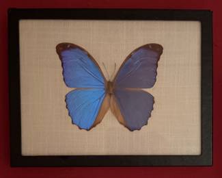 Framed Taxidermy Rare Butteryflies & Moths. Photo 7 of 8.