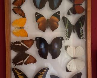Framed Taxidermy Rare Butteryflies & Moths. Photo 2 of 8.