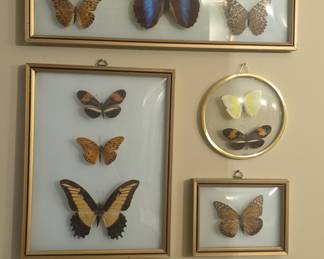 Collection of Framed Butterfly Specimens