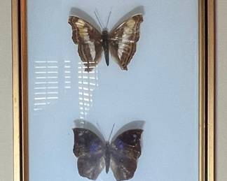 Framed Butterfly Specimen Display