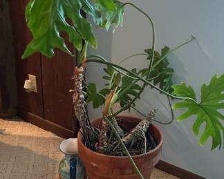 Thaumatophyllum bipinnatifidum 'Lacy Tree' Houseplant