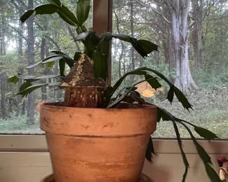 Houseplant in Terracotta Pot