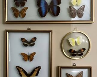 Collection of Framed Butterfly Specimens