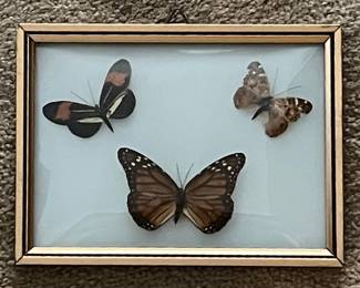 Butterfly Specimen Display