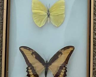 Framed Papilio Androgeus and Yellow Butterfly Specimen Display