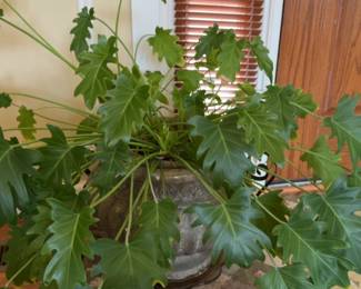 Philodendron Selloum in Decorative Planter