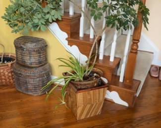 3.5ft Umbrella Tree in pot with spider plant