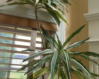 9ft Warneckii Dracaena with Woven Basket