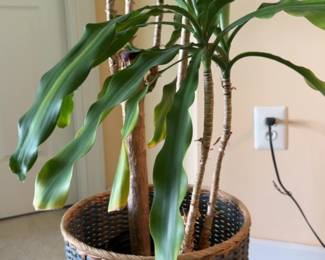 Large Dracaena Corn Plant with Woven Basket Planter