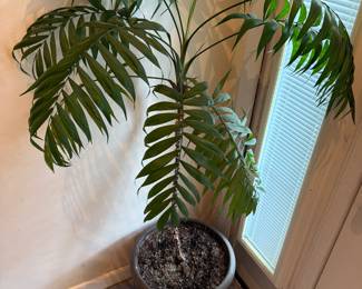 Live plants