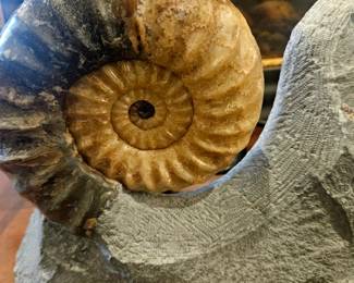 Jurrassic Era Ammonite Fossil, wow