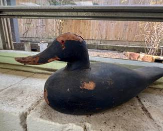 Wood duck