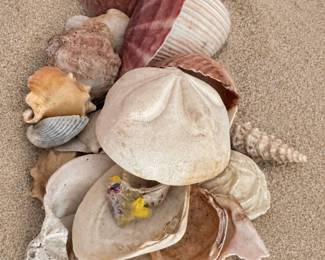 Collection of shells