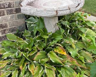 Cement birdbath (asis)