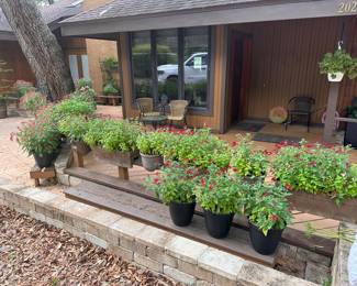 Flowering Plants 