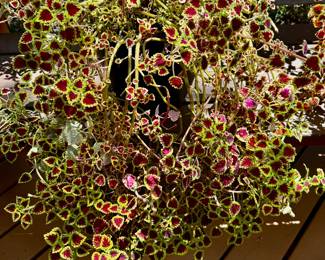 Coleus Plants