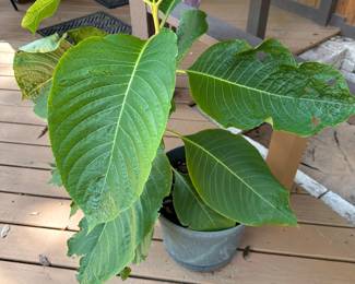 Brazilian Red Cloak Plant