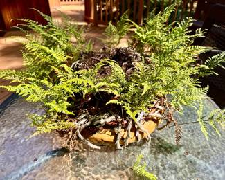 Rabbit Foot Fern