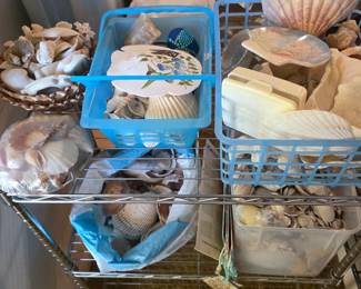 The most unusual sea shell collection