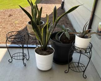 Outside Plants And Plant Stands