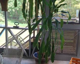 Dracaena fragrans (Corn Plant)