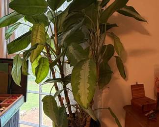 Dieffenbachia 'Camille' (Dumb Cane)