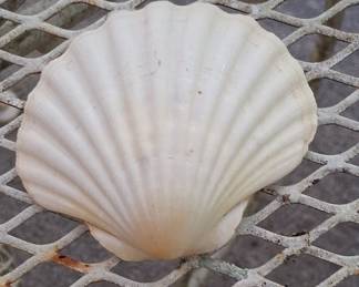 Natural Scallop Shells for Baking or Decor (Set of 3)