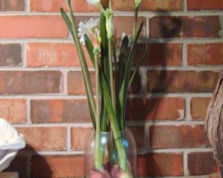 Paperwhite Narcissus in Glass Vase