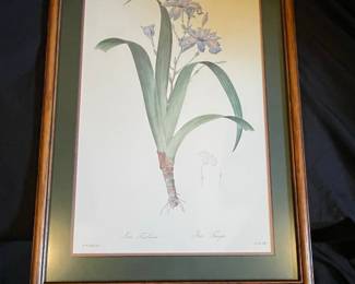 Pierre-Joseph Redouté 'Iris Fimbriata' Botanical Print