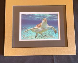 Mike Florence Cayman Islands Sea Turtle Print