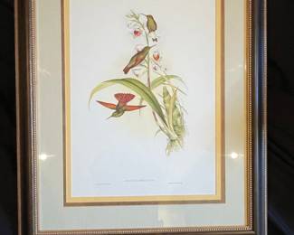 John Gould Hummingbird Print: Amazilia Beryllina