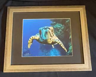 Cathy Church Sea Turtle Photographic Print