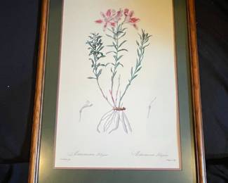 Pierre-Joseph Redouté Alstroemeria Pelegrina Botanical Print