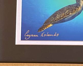 Mike Lawrence Cayman Islands Sea Turtle Print