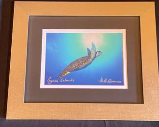 Mike Lawrence Cayman Islands Sea Turtle Print