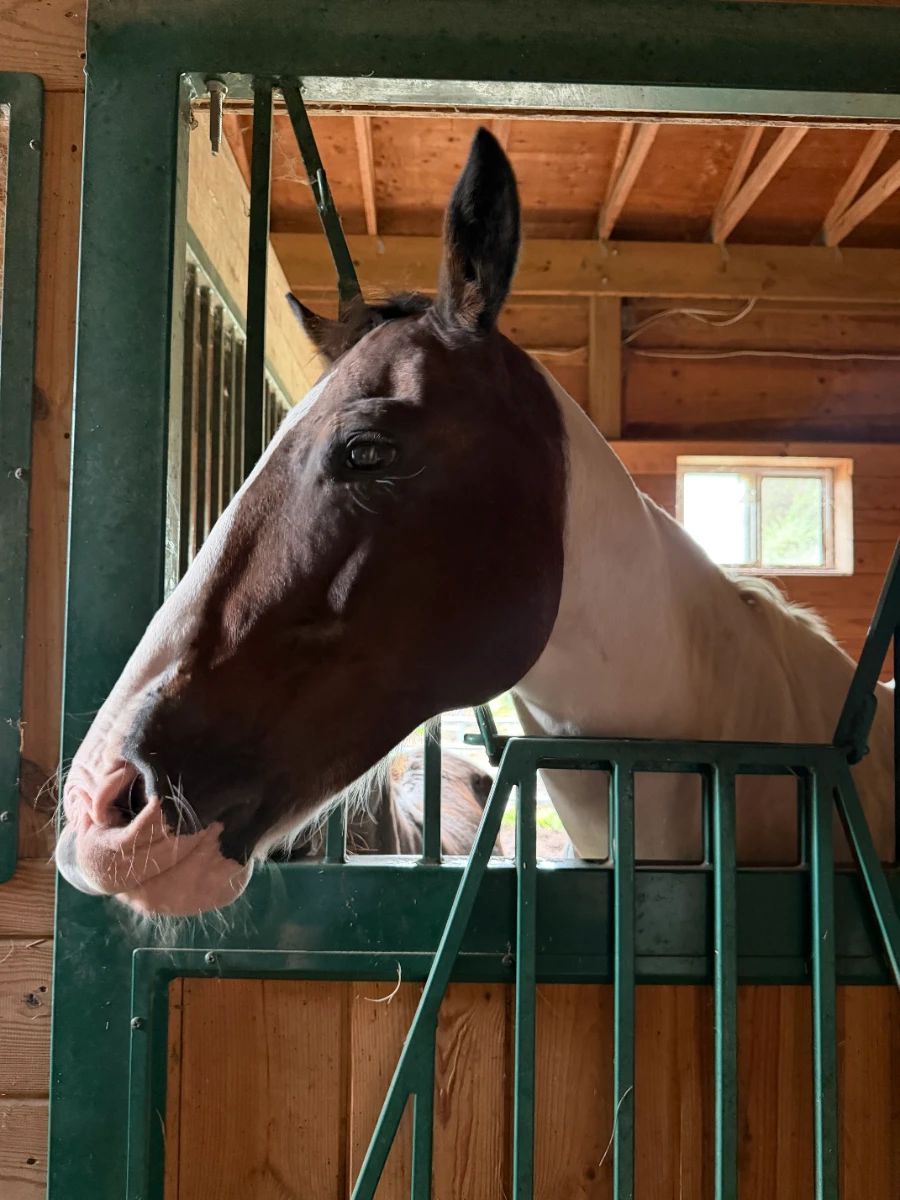 Tiffany & Country: The Millstone Equestrian Estate Sale