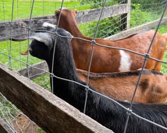 Animals Not for sale!