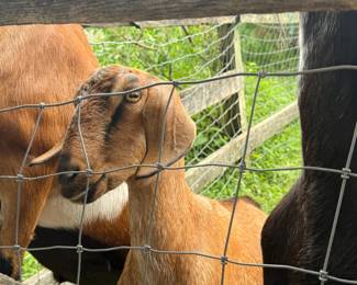 Animals Not for sale!